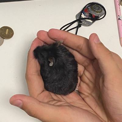 Артём Черевко