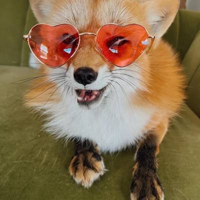 Арнольд Пиздобольскт